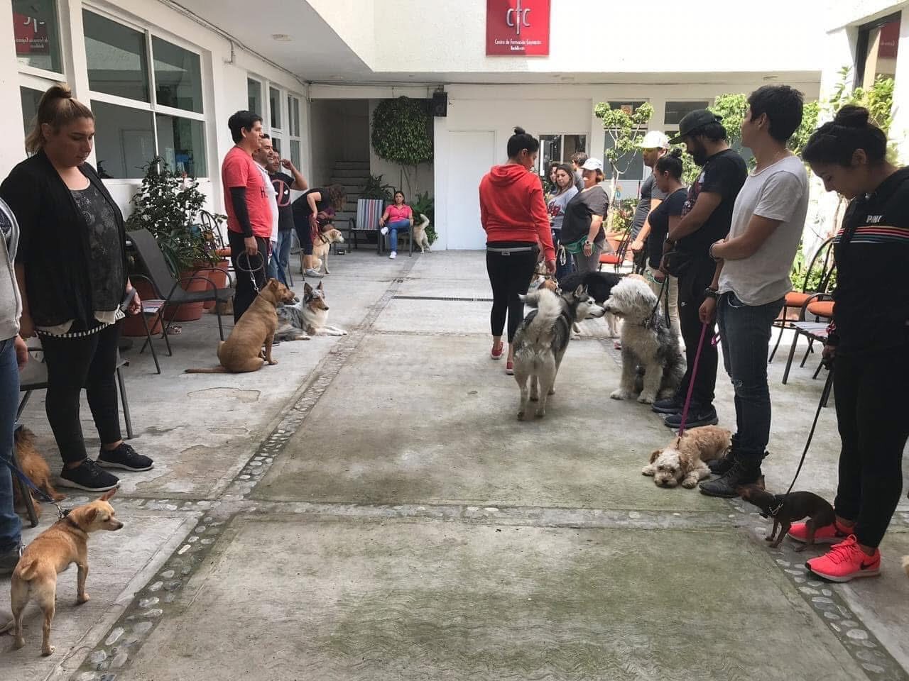 Manejo Etológico Integral del Perro