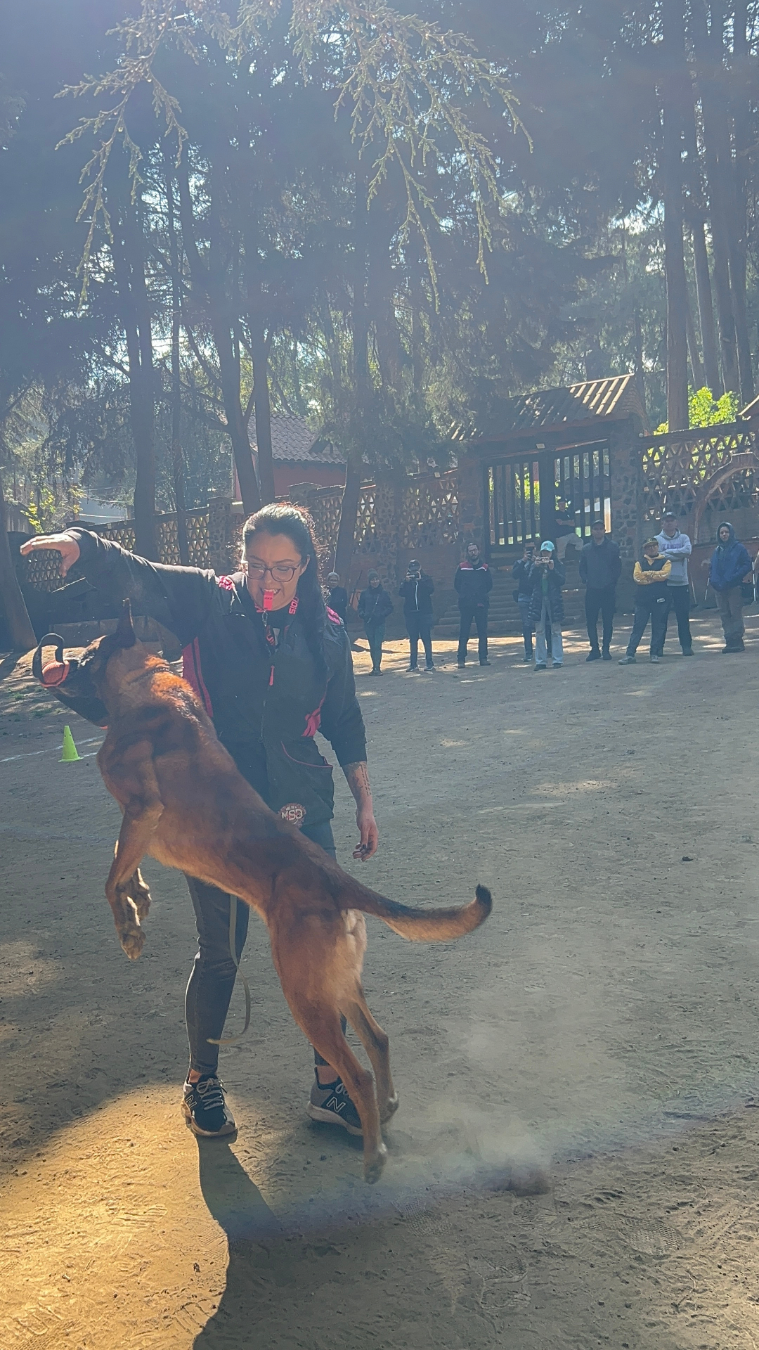 Sesión de adiestramiento con cachorro malinois en INEEC México