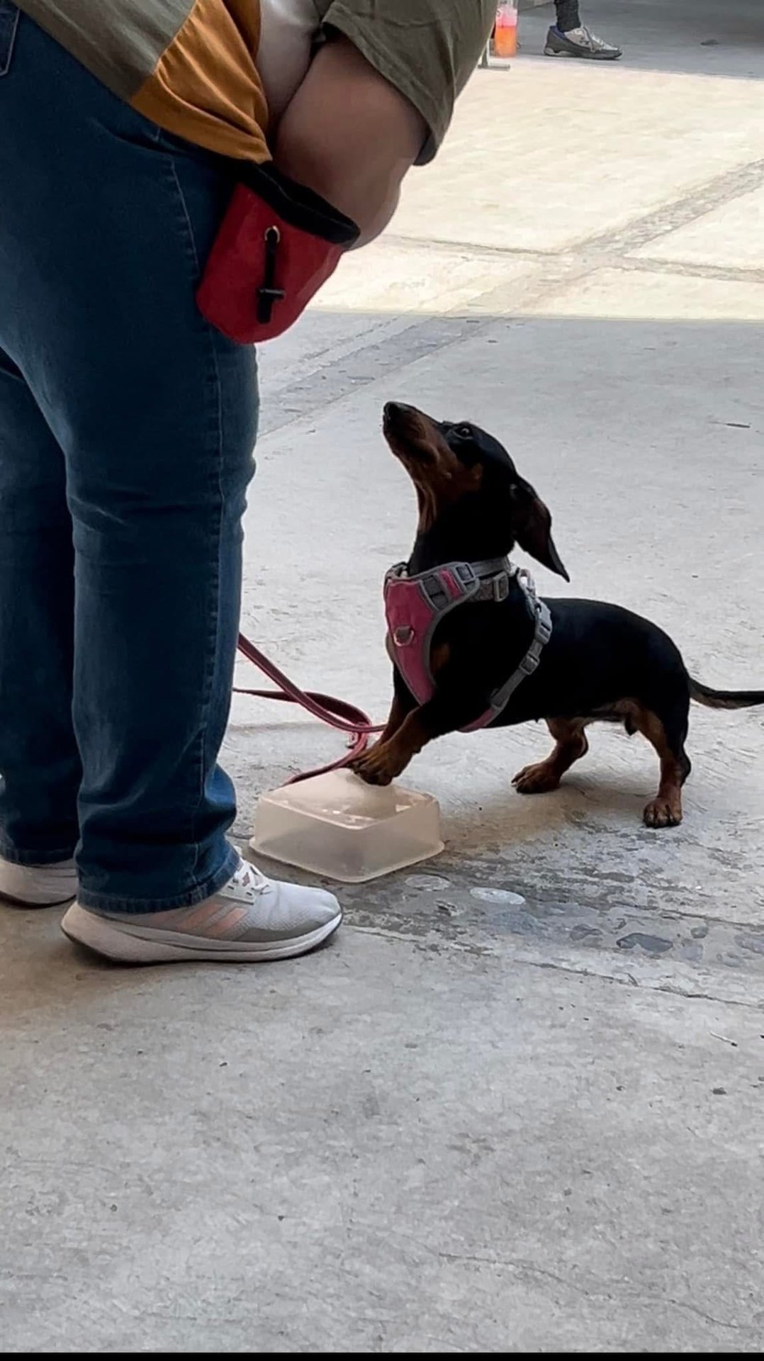 Trabajo de target y obediencia con perro pequeño dachshund