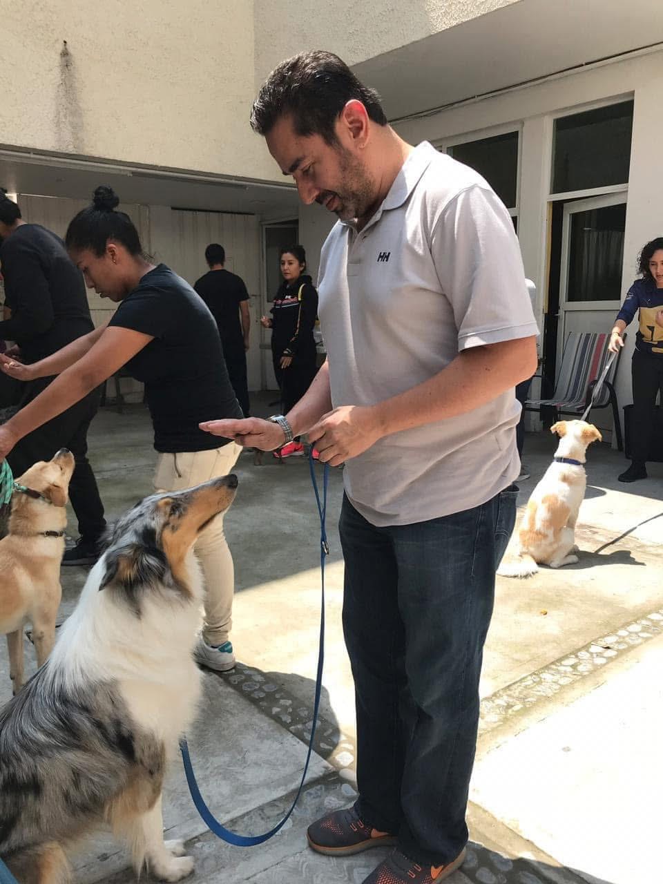 Clase grupal de obediencia con pastor australiano