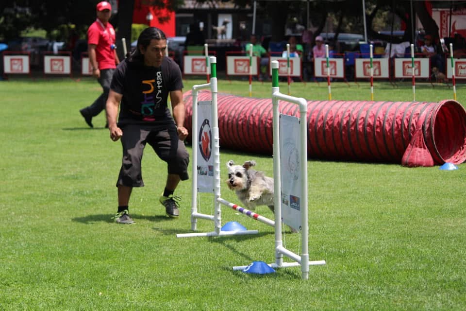 Práctica de agility con schnauzer saltando obstáculo