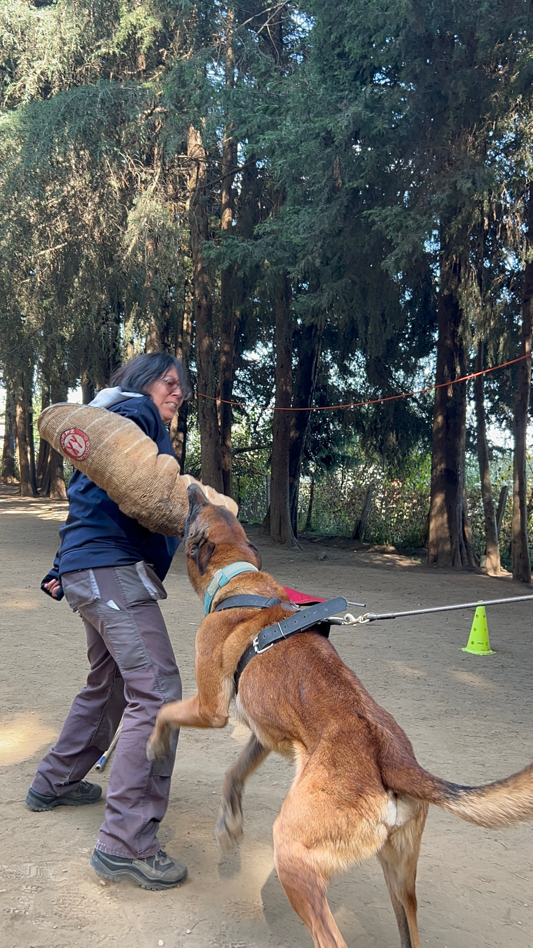 Trabajo de presa y consolidación con perro de trabajo