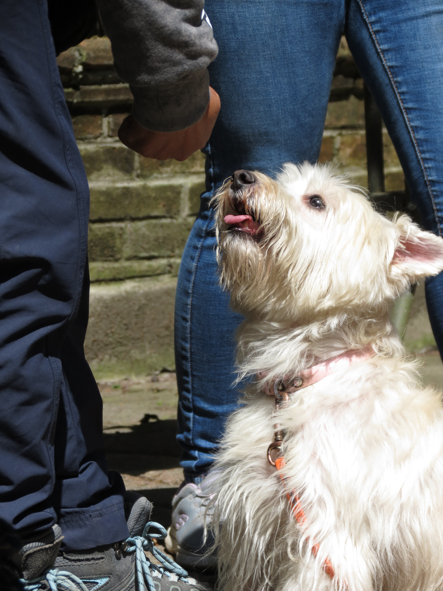 Trabajo de foco y obediencia con perro pequeño